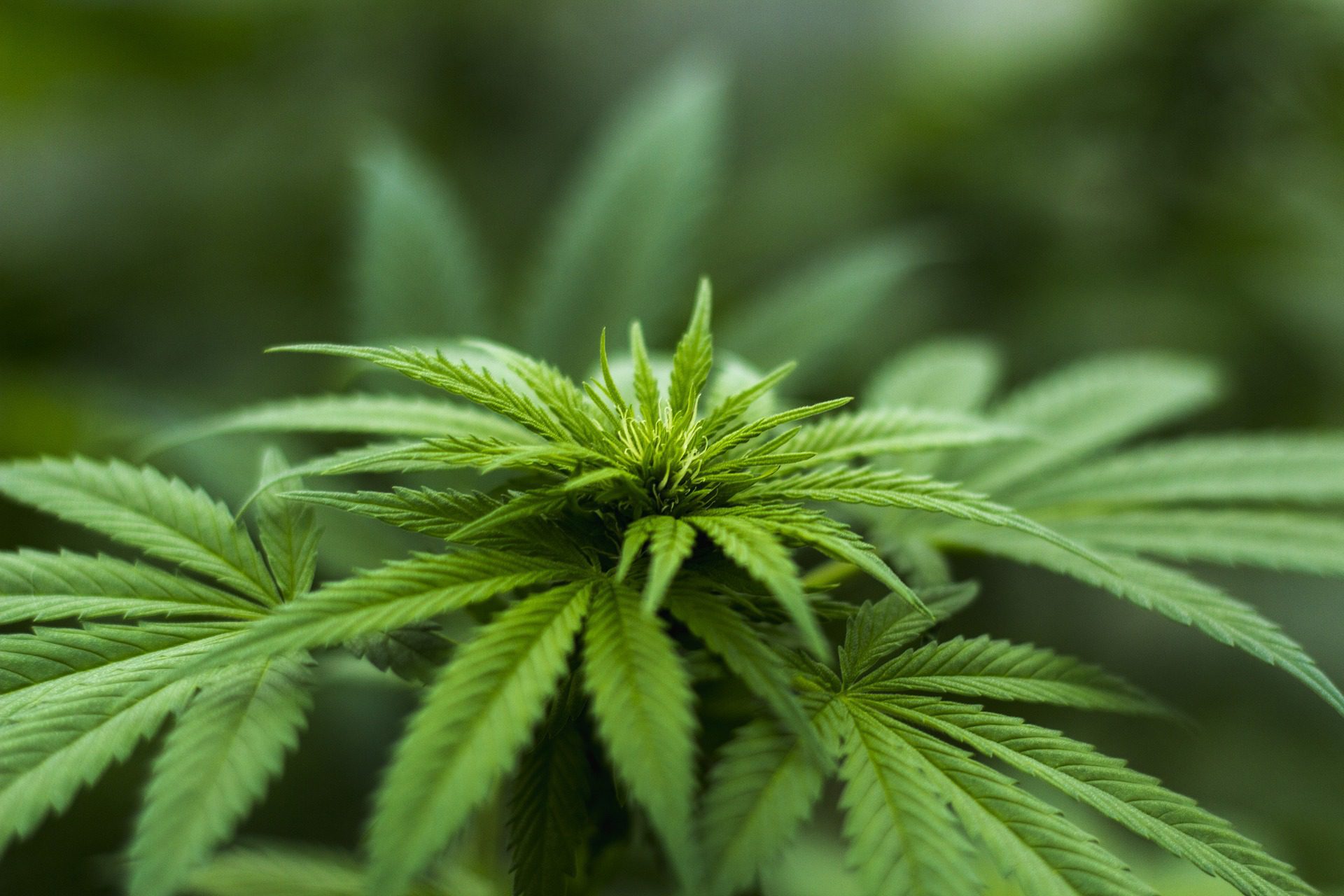 Hemp Is Officially Legalized In U S That s Huge For The CBD Industry 