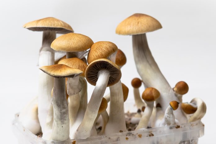 Oregon is close to becoming the first US state to legalise magic mushrooms