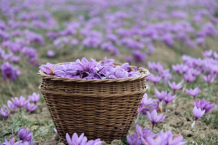 Saffron Crocus Plant