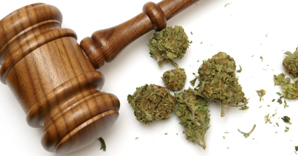 Cannabis buds and a Gavel