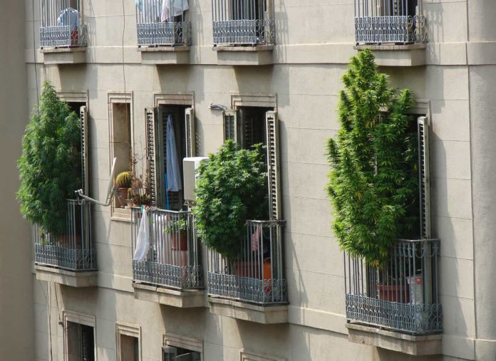cannabis plants pots on balcony in spain