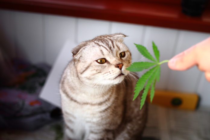 The cat sniffs a leaf of marijuana, canapis, hashish, hash, drugs, weed. Siamese Folded Cat Marijuana