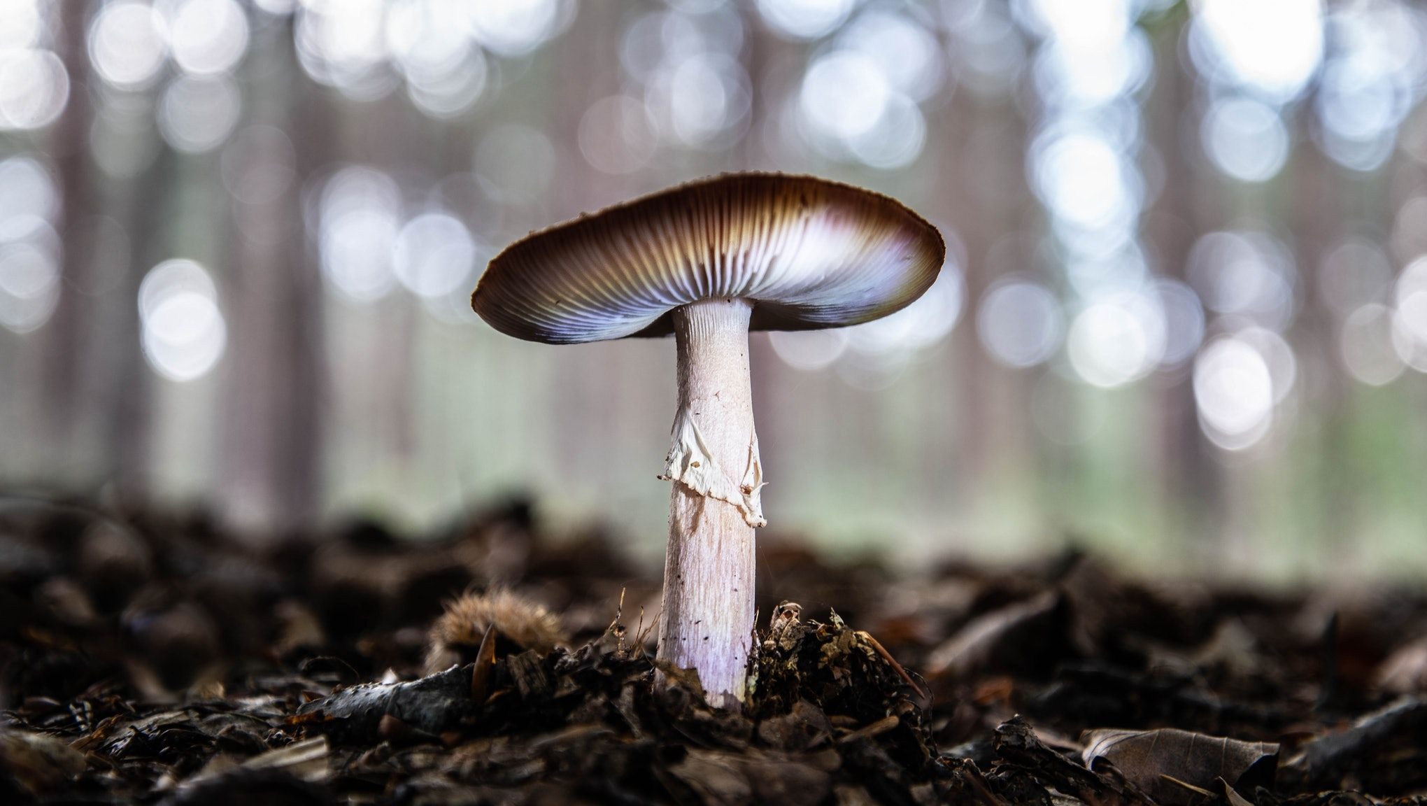 Psilocybin Mushrooms - Mystic meets Science - Sociedelic