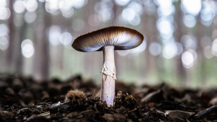 Psilocybin Mushrooms – Mystic meets Science
