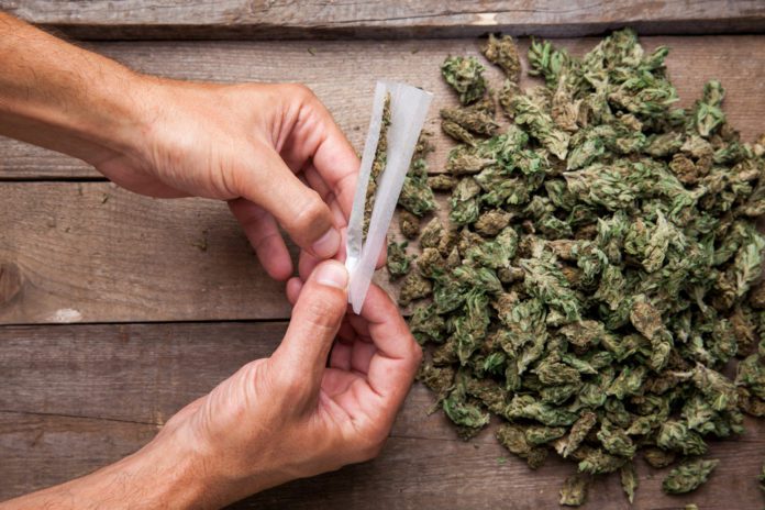 Marijuana buds with hande meking big joint