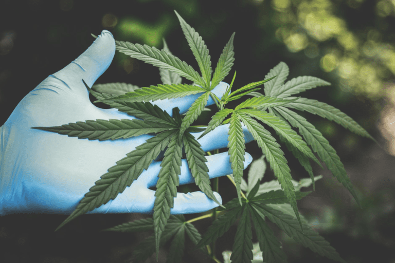 CBD Oils – 5 Things You Probably Didn’t Know
