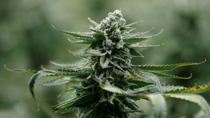 New Cannabinoids Could Transform the World of Medical Marijuana