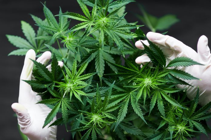 two hands wearing white gloves touching a cannabis plant