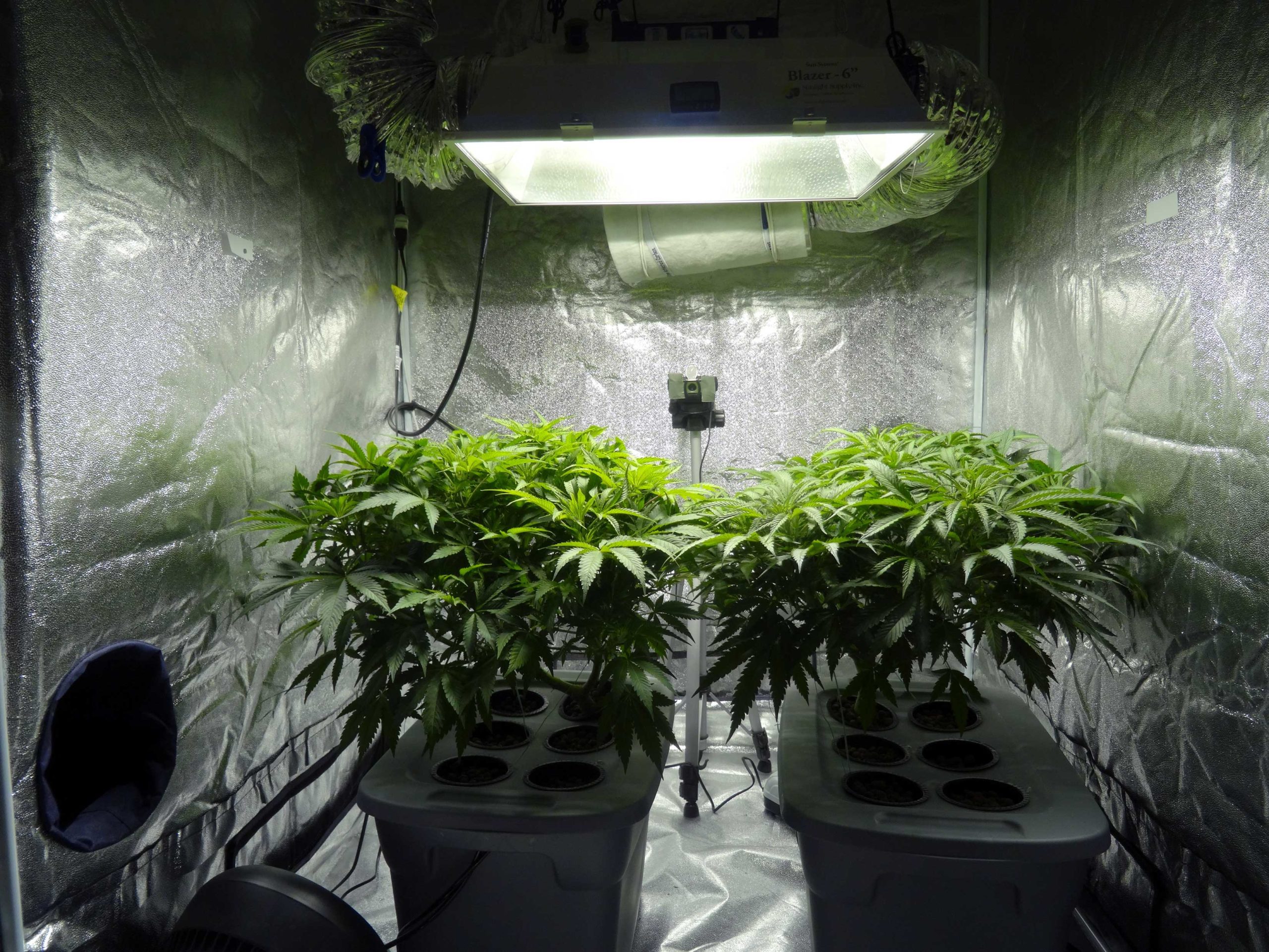 Гидропоника марихуана выращивания сайт гидра нарко товар санкт петербург