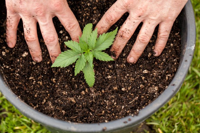 8 Things You Need to Know Before Growing Marijuana