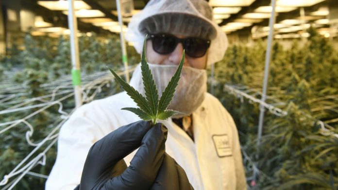 Virginia Lawmakers Pass Marijuana Legalization Bills