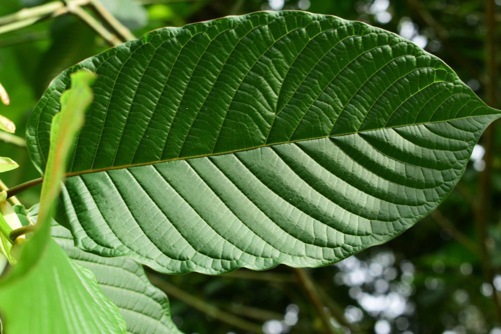 White Sumatra Kratom