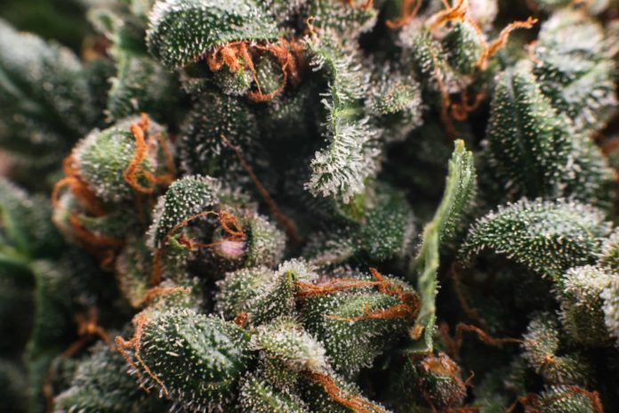 The Answer to the Never-Ending Debate About Milky vs. Amber Trichomes