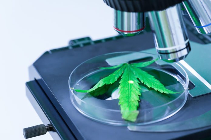 Cannabis (Marijuana) with microscope in laboratory research. Concept of Alternative medicine, Medical cannabis.