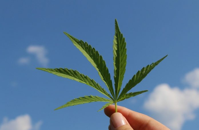 Four Cannabis Companies Cashing in on High Demand