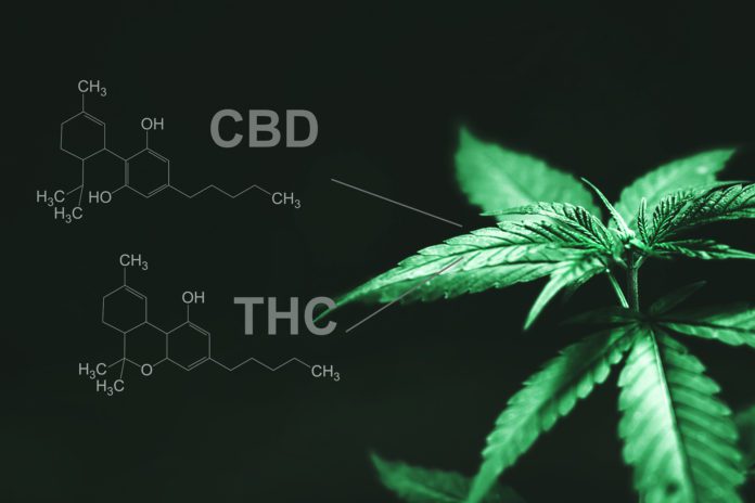 THC or CBD