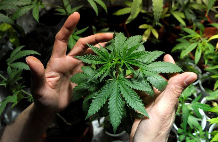 Vital Tips to Grow Marijuana at Home