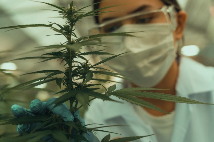 Close up of scientist with gloves and glasses examining cannabis sativa hemp plant