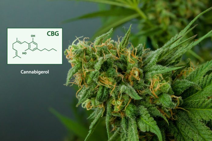 Cannabis plant and the CBG molecule