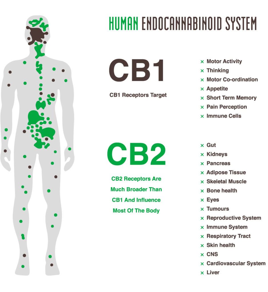 Human Endocannabinoid System