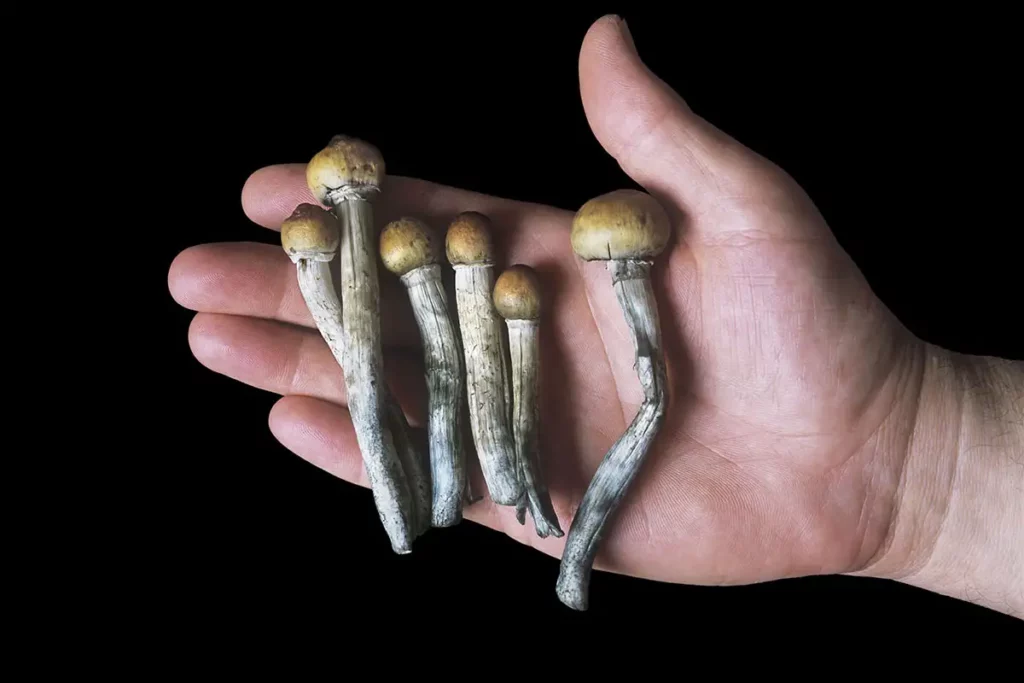 Magic mushrooms California's newest decriminalized fun time. Who would have thought

