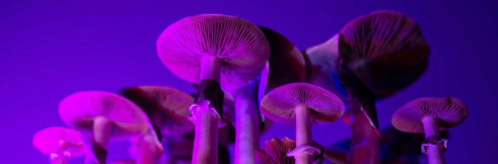 North American researchers sign agreement to test psychedelic drugs in London