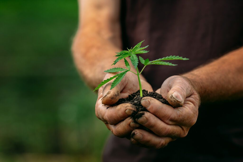 Farmer hands holds baby cannabis plant. Concept farm marijuana plantation.
