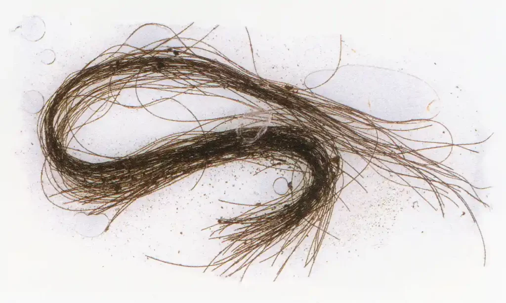 Strands of human hair taken from the burial site in the Es Carritx cave in Menorca. Photograph ASOME-Universitat Autonoma de BarcelonaPA
