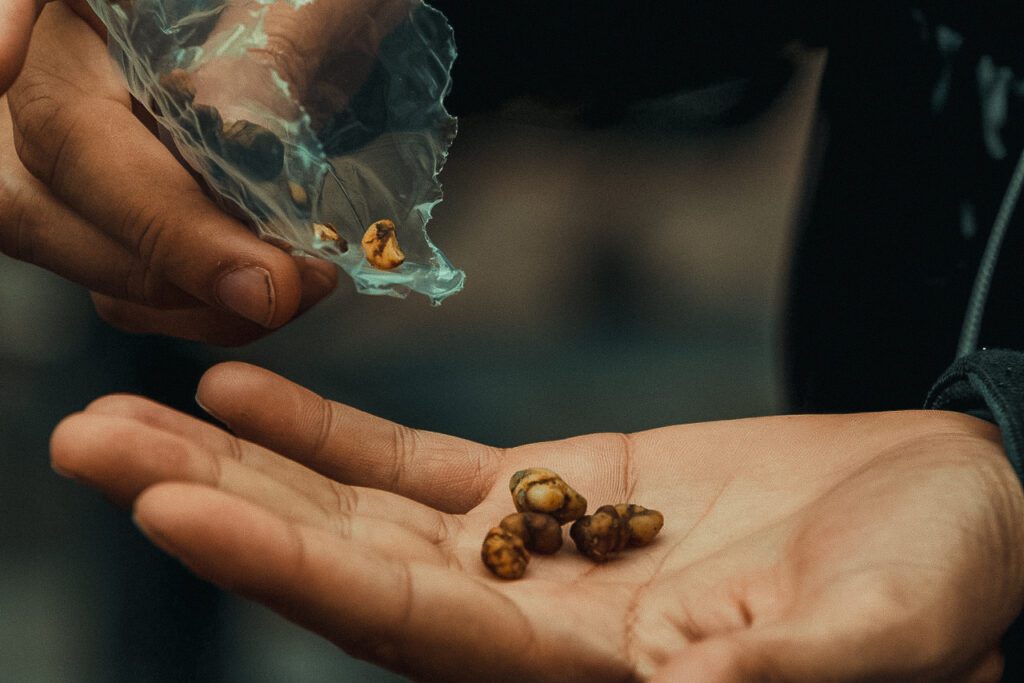 Comment consommer des truffes magiques