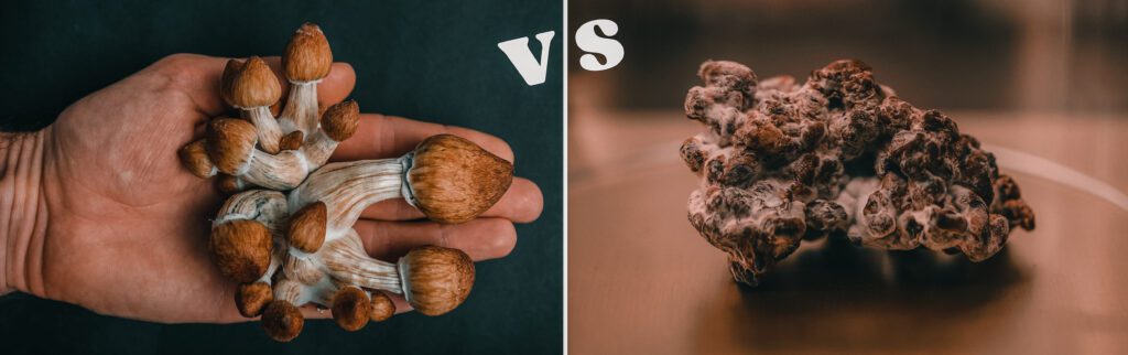 Difference between Magic Truffles and Magic Mushrooms