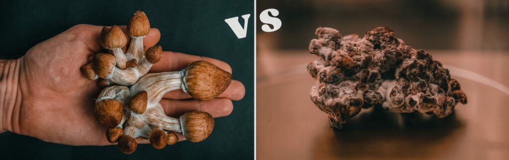 Différence entre les truffes magiques et les champignons magiques
