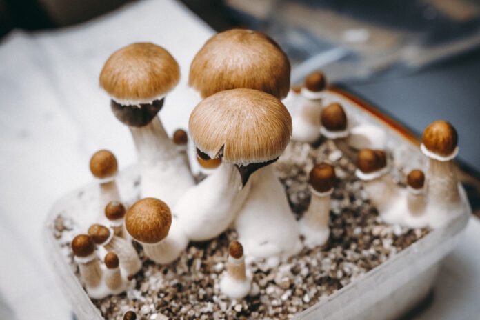 Guide to Using a Magic Mushroom Growkit