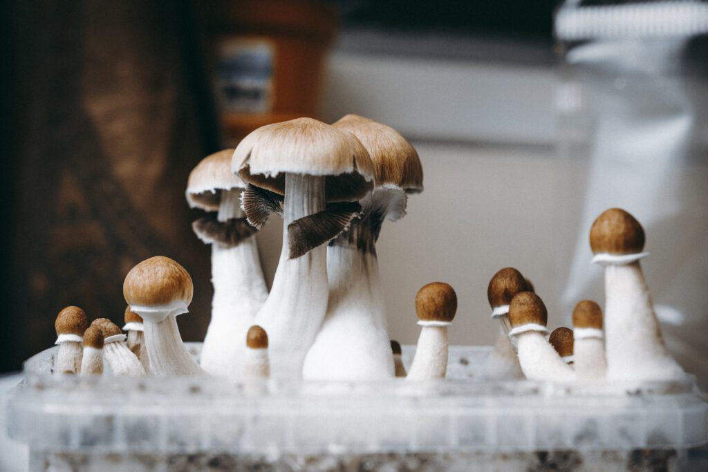 Magic Mushroom Growkit