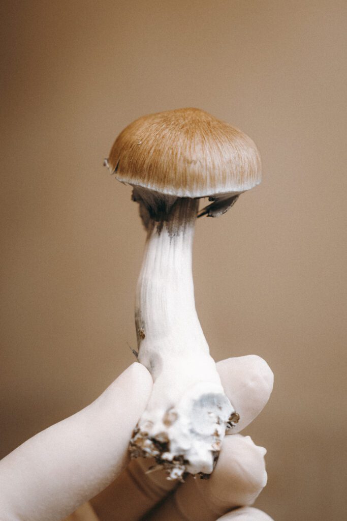 Magic Mushroom