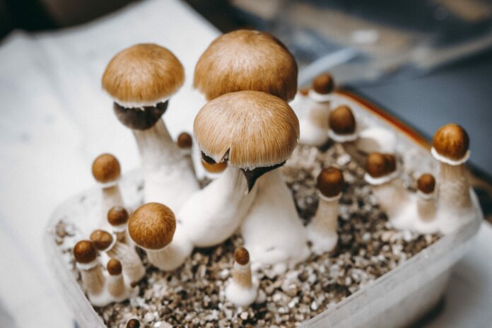 Scoprite l'arte di coltivare i vostri funghi magici.