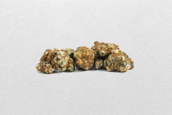 Um Guia Para Secar e Armazenar Trufas Mágicas